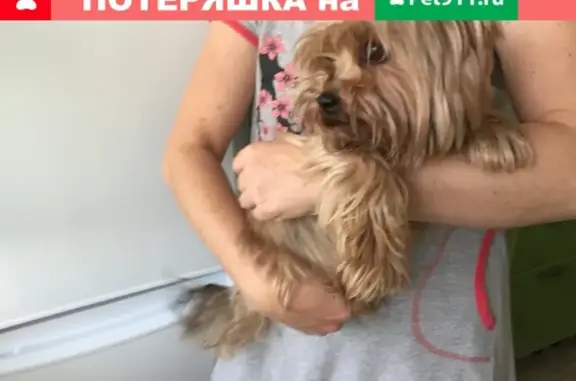 Собака найдена на ул. Вавилова в Красноярске