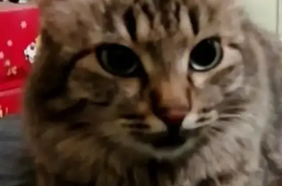 Пропала кошка на Гурзуфской, вознаграждение за помощь