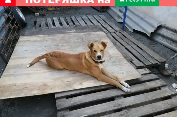 Пропала собака на Лесной, 3, Пятигорск