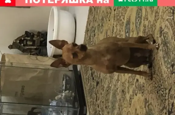 Собака найдена в деревне Гаврилково, Татарстан