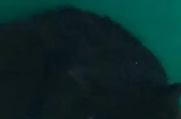 Кошки потеряшки, Новосибирск, фото: Потеряшка кошка на ул. Вертковская, 22 (Новосибирск)