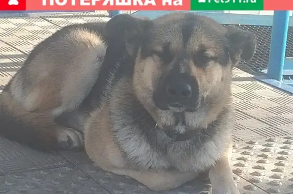 Потерянный пес на Крымской 43 в Томске