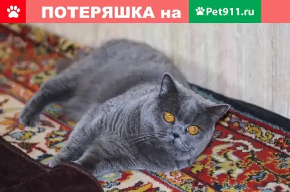 Кошки потеряшки, Липецк, фото: Потеряшка кошка на ул. Липовской, Липецк