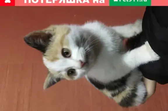 Найдена трехцветная кошка на площадке СКЦ Согдиана