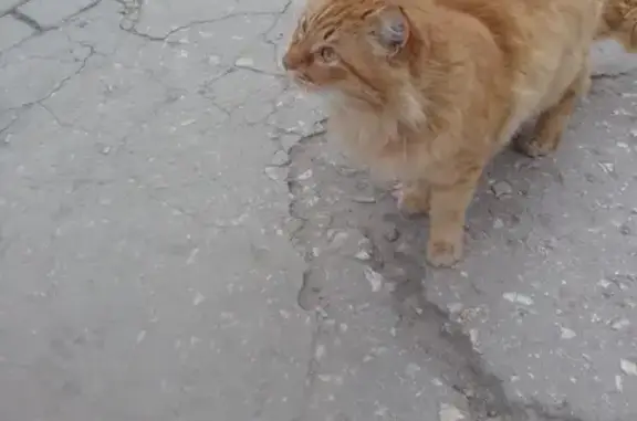 Найдена домашняя кошка на пр-те Октябрьской Революции, 43
