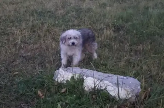 Найдена собака у заброшенной бензоколонки в Москве