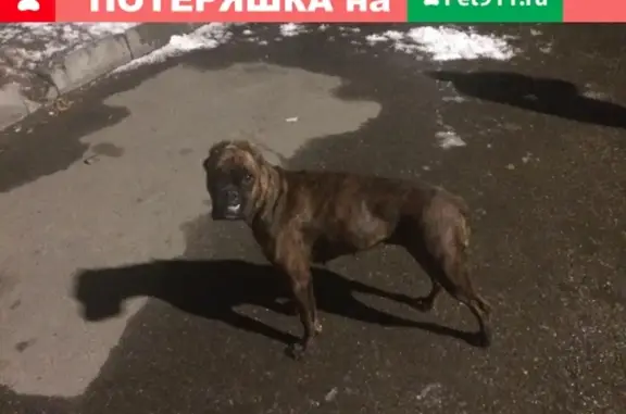 Найдена собака в Шелехово, 1-й микрорайон