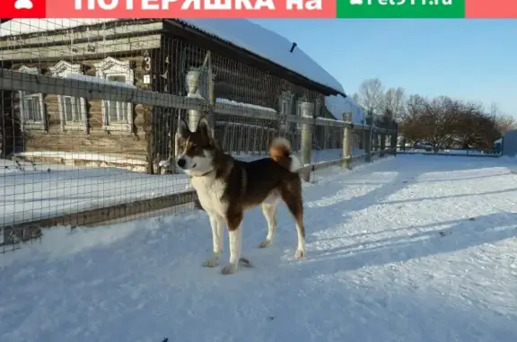 Пропала собака Беркут в районе станции Чулково, Гороховецкий район, Владимирская область