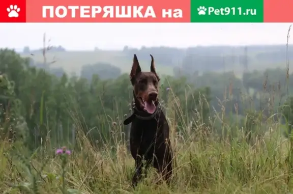 Пропала собака Тайсон на ул. Патриотов, 3 (36 символов)