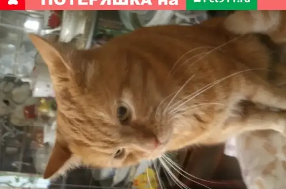 Кошки потеряшки, Санкт-Петербург, фото: Потеряшка кошка Кот в Санкт-Петербурге.