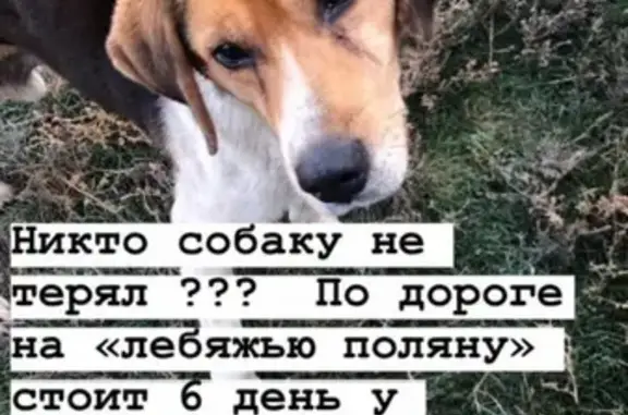 Собака-гончая найдена в Волгограде