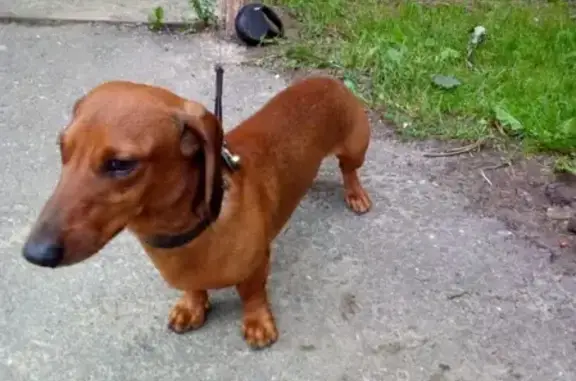 Собаки потеряшки, , фото: Потеряшка собака Такса в Обнинске, возраст 7 лет, рыжий окрас.
