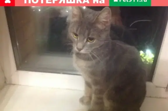 Найдена серая кошка на ул. Тихая, Одинцовский район, Москва