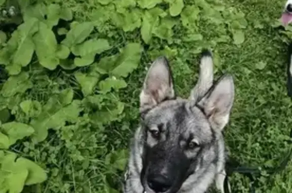 Собаки потеряшки, Москва, фото: Потеряшка собака Тахо в деревне Лапшинка, Москва