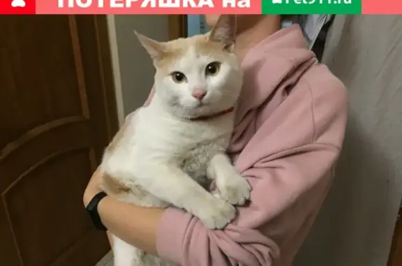Найден спокойный кот с ошейником на Лермонтова и Победы, Симферополь