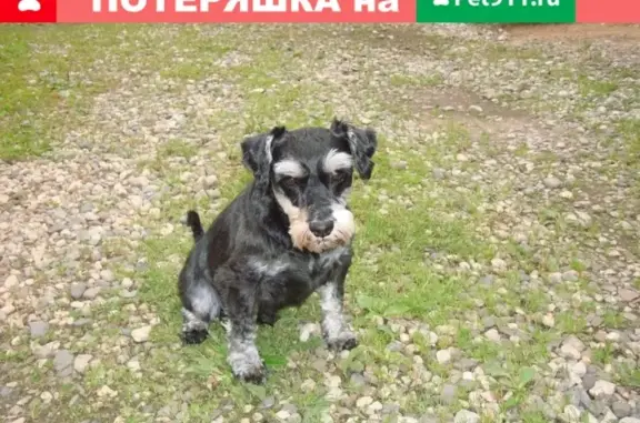 Пропала собака с шишкой на лапе в Иваново