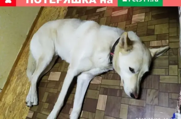 Пропала собака Лайка в Шигали, Казань.