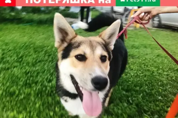 Пропала собака в Переславль-Залесский, м.