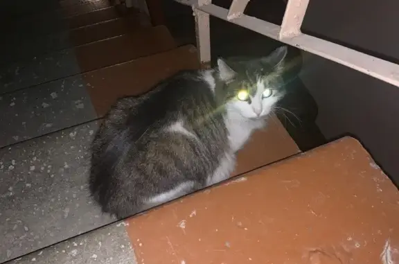 Найдена кошка на Лебяжинской 19