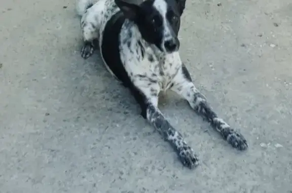 Пропала собака Чоля в Таганроге