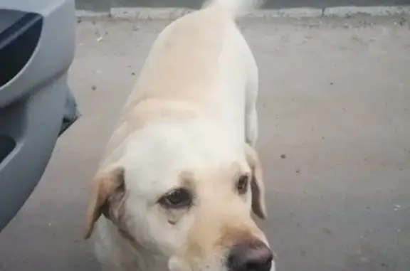 Пропала собака Адель в поселке Ветеранов, Старый Оскол
