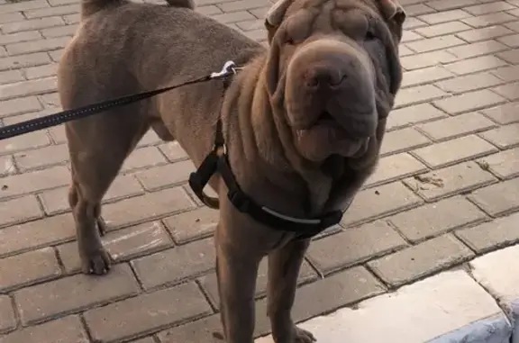 Собаки потеряшки, Курск, фото: Потеряшка собака Шарпей по кличке Бруно в Курске