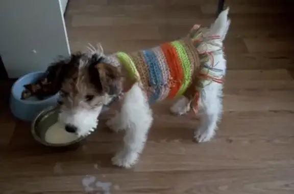 Собаки потеряшки, Новосибирск, фото: Потеряшка собака фокстерьер в СНТ Ветеран, Новосибирск