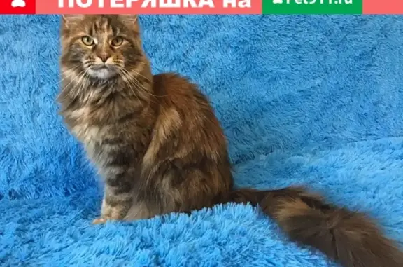 Пропала кошка в Челябинске, вознаграждение!