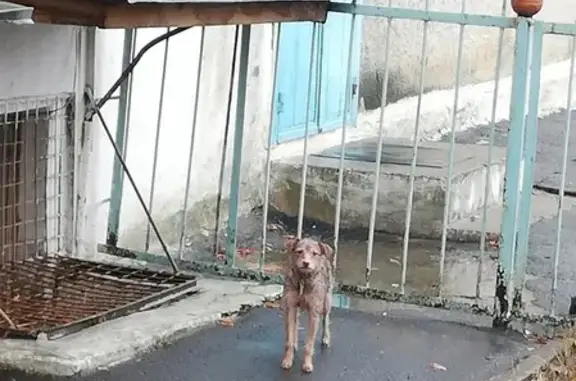 Найден домашний пес в Губкине