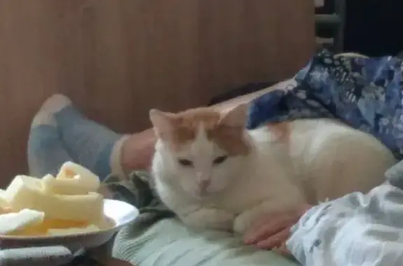 Кошки потеряшки, Бурашево, фото: Потеряшка кошка Кот Вася в Бурашево без пальчика на лапке