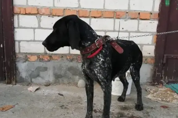 Найдена собака в Кобрине с красным ошейником