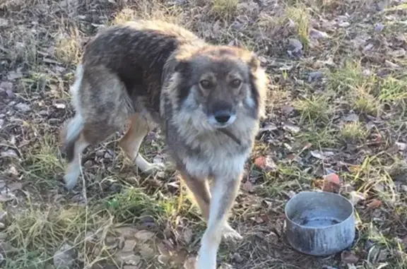 Найдена собака, серого окраса в Хабаровске