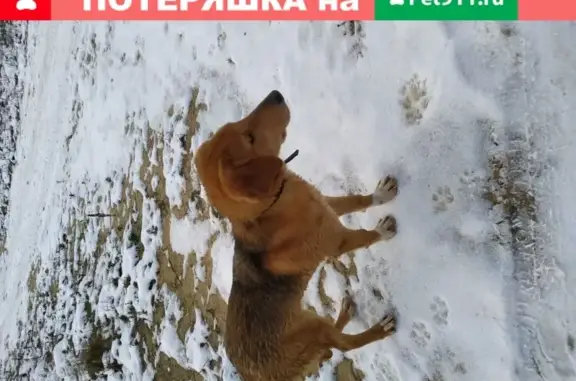 Найден щенок русской гончей в Токсовском поселении.