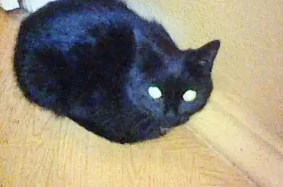 Кошки потеряшки, Каменск-Уральский, фото: Потеряшка черная кошка в Каменск-Уральском на перекрестке пр. Победы и ул. Ленина.