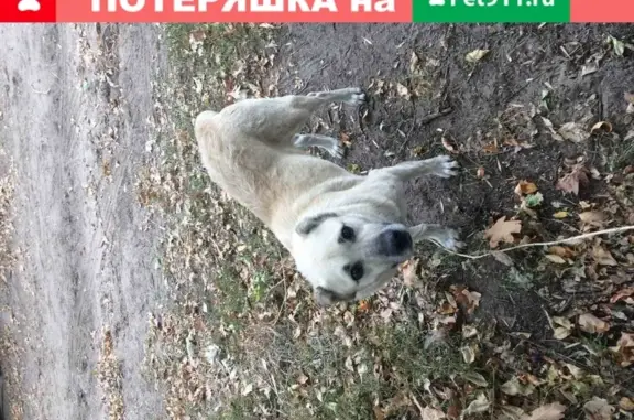 Найдена собака в Камышине