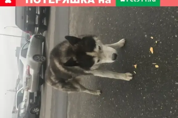 Найдена собака с ошейником на Новорязанском шоссе, Томилино