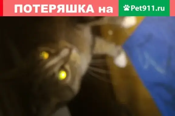 Найдена кошка в Санкт-Петербурге: потеряла заднюю лапку.