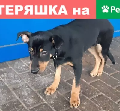 Собака с переломанной лапкой найдена возле Белгута, Гомель, Беларусь.