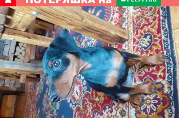 Пропала собака 26.10 на даче в деревне Раково, Московская область