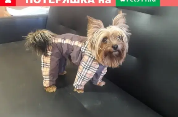 Собаки потеряшки, Балашиха, фото: Потеряшка йорк Гоша на ул. Юбилейная, вознаграждение!