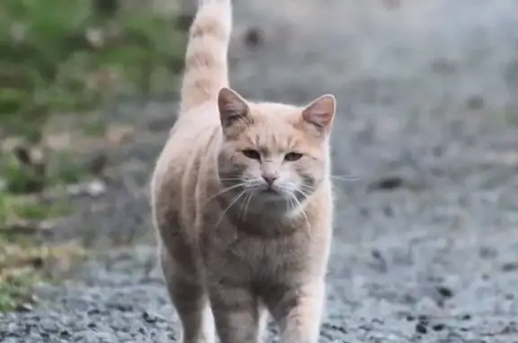 Найден кот в Ступинском районе, Московская область.