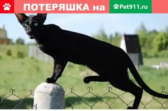Пропала кошка Паша, ориентал, чёрный, ул. Прямолинейная, 40/2, Раменское.
