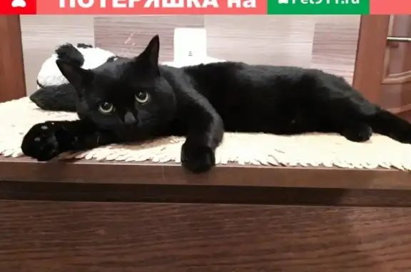 Найден молодой котик в Ростове, ищем владельцев