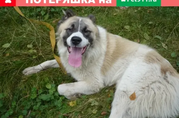 Пропала кавказская овчарка на ул. Маршала Жаворонкова, Иваново