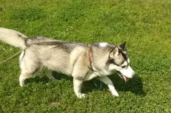 Собаки потеряшки, Ульяновск, фото: Потеряшка собака хаски на улице Кузоватовская, Ульяновск