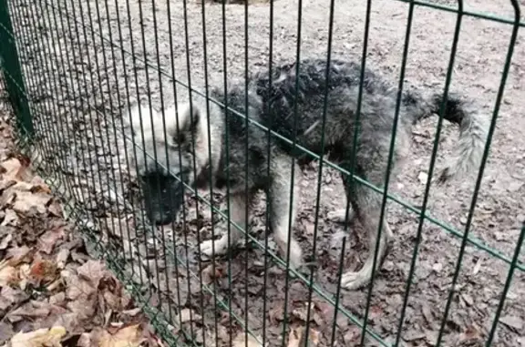 Найдена собака в парке, ищем хозяина!