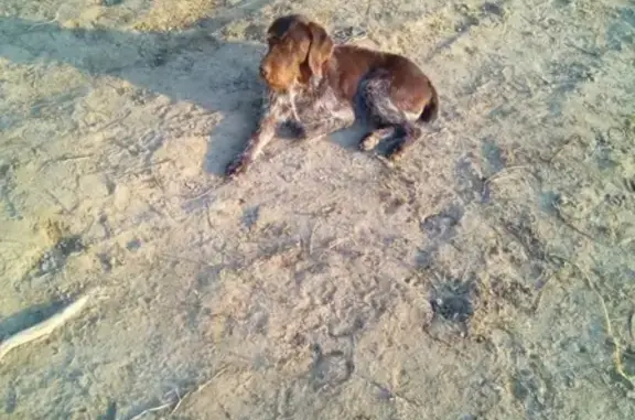 Пропала собака Кай в Раменском районе