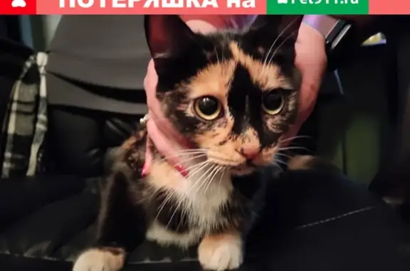Найдена ручная кошка Мяукала на ул. Полбина, 16