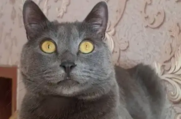 Пропал серый кот на ул. 40-летия Победы 5, Ульяновск