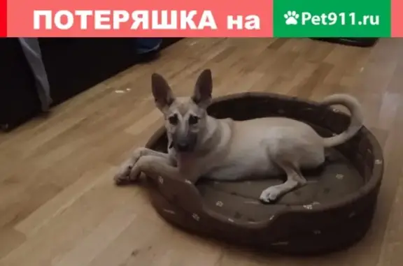Найдена собака на Дубнинской улице, Москва